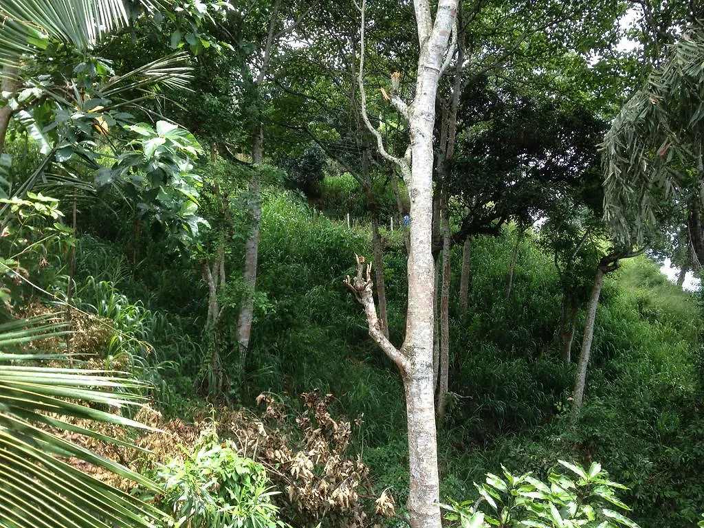 Birds Hill Homestay Kandy